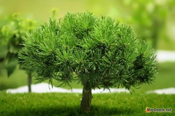 Хвойные в ландшафтном дизайне сада