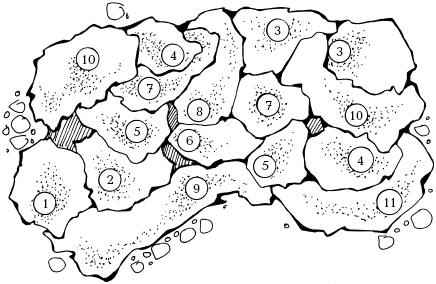 Хвойный миксбордер с кустарниками и многолетниками - схема