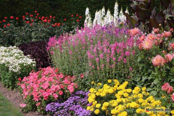 Миксбордер в саду