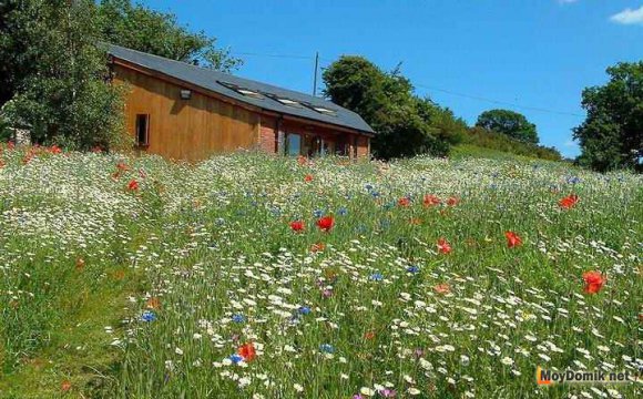 Цветущий мавританский газон на участке