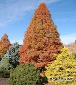 Хвойные деревья и кустарники осенью в саду
