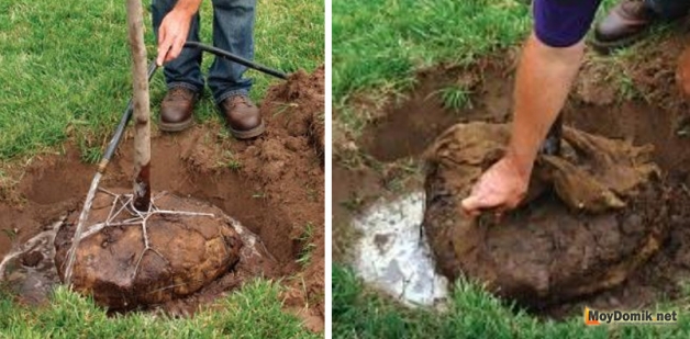 Посадка дерева с земляным комом Посадка дерева с земляным комом